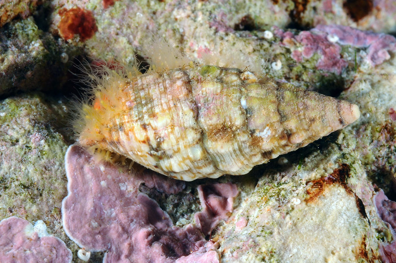 Prosobranchi